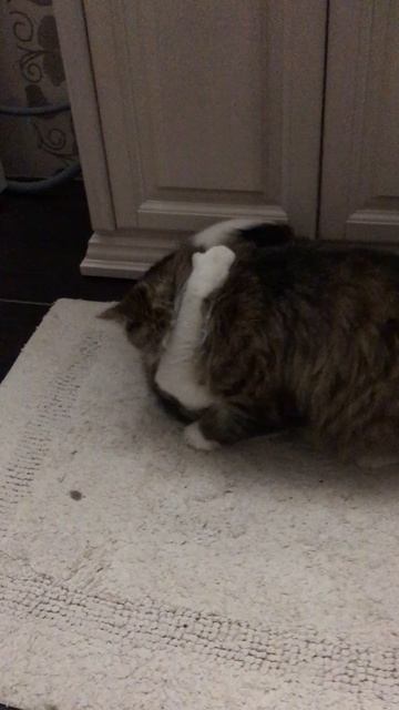 Кошечка Муся и кот Васька