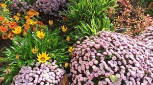 Как перезимовала мультифлора Пуговка.