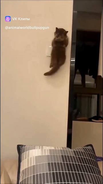 Приколы с животными