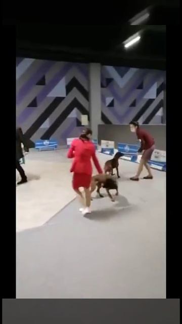 Баварская горная гончая КРАСИВАЯ СЧАСТЛИВАЯ ЖИЗНЬ БРЕД ПИТТ