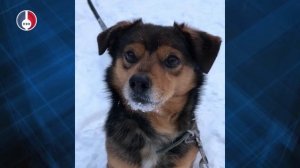 Подопечный Первоуральского Приюта ищет дом!