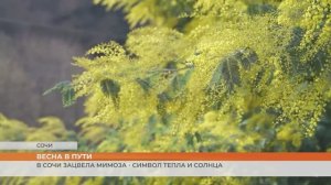 В Сочи зацвела мимоза - символ тепла и солнца