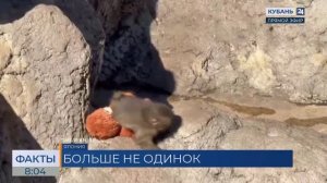 Брошенная мамой обезьянка Панч из японского зоопарка нашла друга