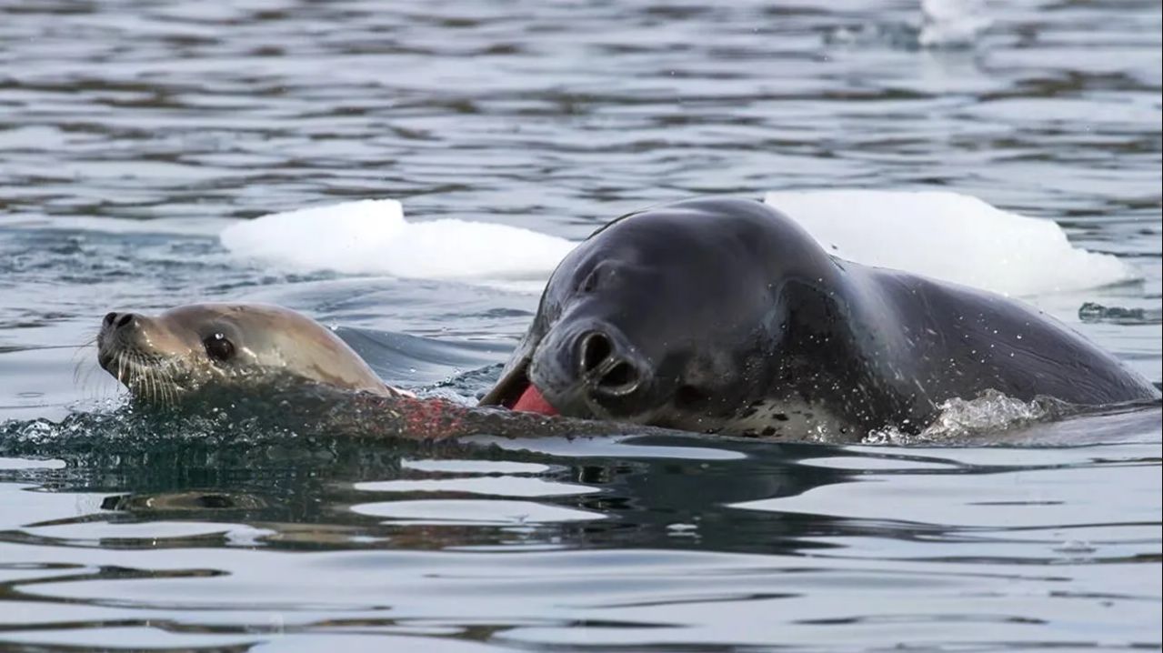 Этот Подводный МОНСТР не щадит даже Своих! Вот как Охотится МОРСКОЙ Леопард!