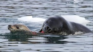Этот Подводный МОНСТР не щадит даже Своих! Вот как Охотится МОРСКОЙ Леопард!