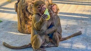 Посмотрите, как Манечка с Тосей сидят в ОБНИМКУ!