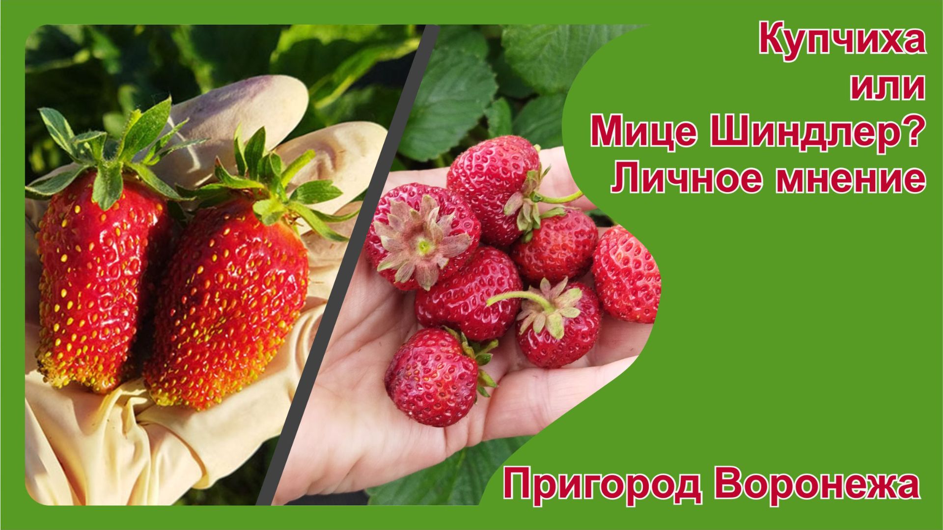 Купчиха или Мице Шиндлер? Что вкуснее? Личное мнение.