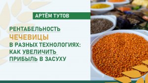 Рентабельность чечевицы в разных технологиях: как увеличить прибыль в засуху