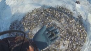Лов хамсы корюшки на АМУРЕ на гиганский самодельный сачёк