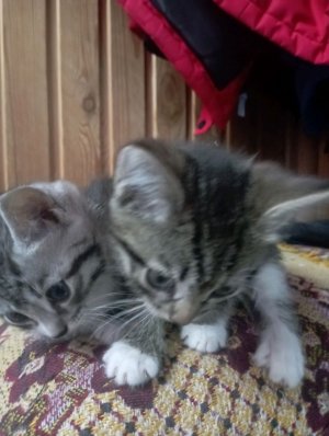 СТРИМ с Котятами