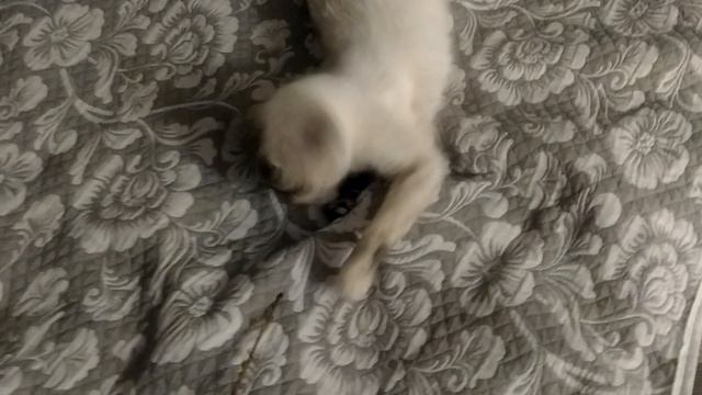 игрючая киска фиска