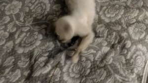 игрючая киска фиска