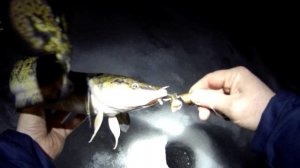 Налим на Онего.mp4