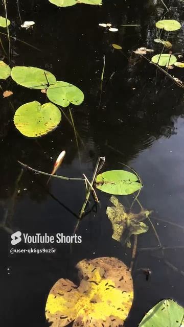 Ленобласть. Хвойное. 29.08.2024. Рыбалка. Отпускаем небольших красноперок