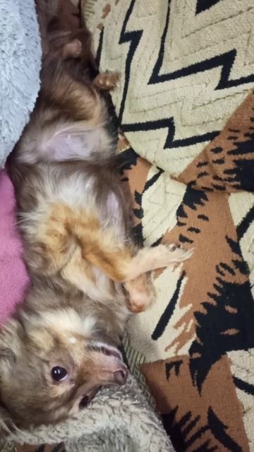 Той-терьер Джоник. 🥰25 февраля 2026 г.