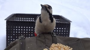 Дятел и белки. Зарисовка