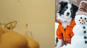 лунный волк