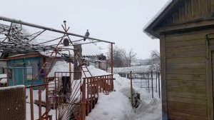 Кормим не только своих 26.02.26 г