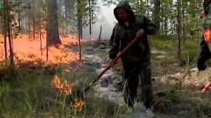 Проект «Лукоморье+»: Лес глазами ученых