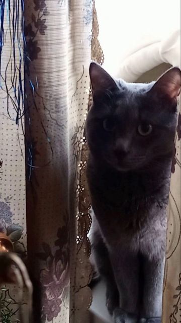 Кот Атос отдыхает на подоконнике! #shorts #котатос #животные #коты #атос