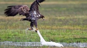 Этот ГИГАНТ Топит ПТИЦ! Орлан-Белохвост — свирепый хищник крупнее БЕРКУТА!