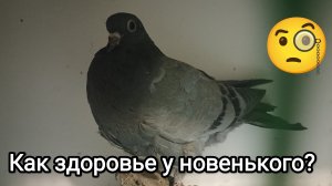 26-02-2026. Как здоровье у новенького? / Голубенок и первые всходы.