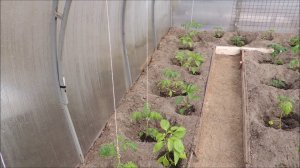 Теплица - греем рассаду при ночных ❄️ заморозках. Frost.