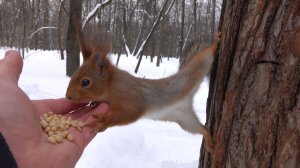 Две милые незнакомые белки
