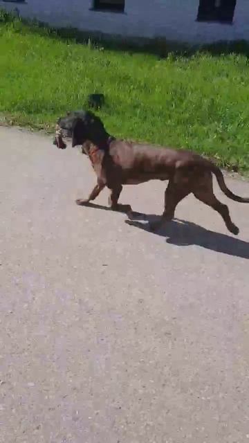 Баварская горная гончая FLUGGER Le Corne Royale