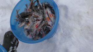 УШЕЛ ОДИН НА РЕКУ И НАЛОВИЛ ВЕДРО РЫБЫ.