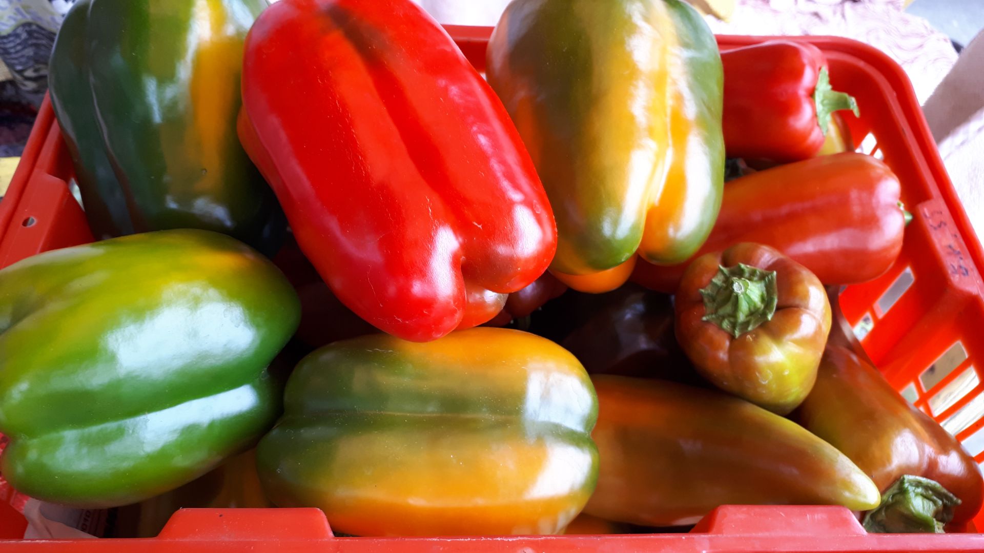 2254.  ВПЛ,перцы, сбор урожая 29 июля 2020 г