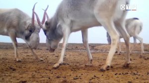 Встречи с невидимками: сайгаки, олени, кони и снежные барсы