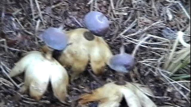 Грибы Земляная Звезда и кот Васька.