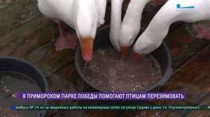 В Приморском парке Победы птицам помогают перезимовать