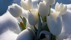 Переходный миг от снега к солнцу. Шикарная музыкальная открытка.