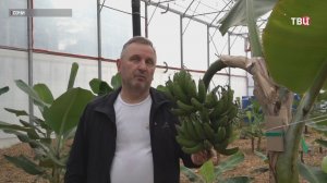 В Сочи намерены собрать первый урожай российских бананов