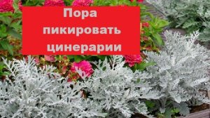 Цинерарии пикирую в отдельные стаканчики