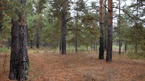 В ЛЕСНОЙ ДЕРЕВНЕ