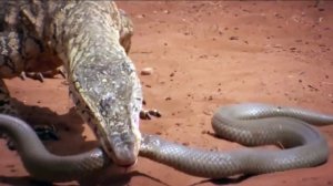 Этот ВАРАН пожирает Огромных Ядовитых ЗМЕЙ! Перенти — гигантский Король Пустыни!