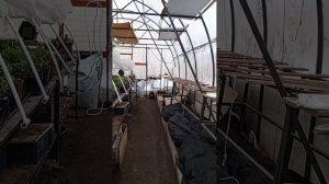 Хризантема корейская и мультифлора.