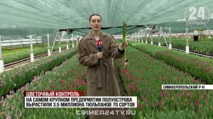 В преддверии 8 Марта специалисты проверили тюльпаны в одной из крымских теплиц