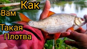 Крупная плотва на кукурузу Рыбалка на лесной реке.