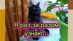 КОШКИ С ОЗВУЧКОЙ.