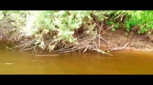 поездка за воблерами ЧАСТЬ 62