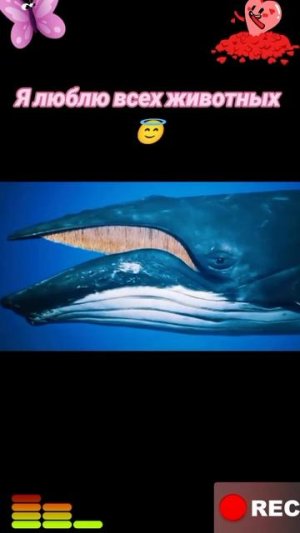 Животные приколы и не только😅