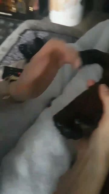 Сиять красотой каждый день! Баварская горная гончая на когтекюре))