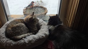 Серый страж, упаковка-распаковка и февральская погодка