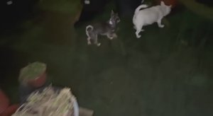 Маленькая, вечерняя прогулочка.