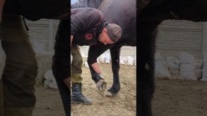 Игорь расчищает Соломона