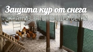 Защита курятника от снега зимой: экран из сетки ❄️🐓